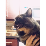 KittyCatGoneCrazy