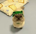 stringcheese123