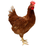 chicken devil yes
