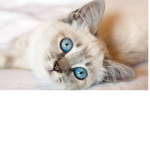 Cat gangsters forever!