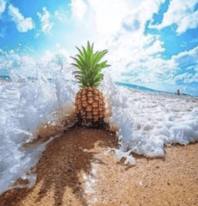 seaweed bot Roblox group icon