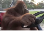 Epok Monkeys