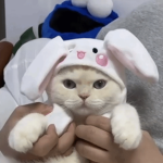 boyosu!
