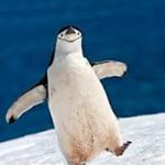 pengu1nss