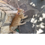 Mon Minou