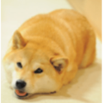 dog's Doggo's only