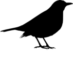 The Blackbird Greenville Mafia