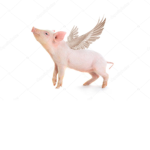 The Flying Piggy group