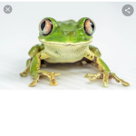 -Froggy squad-