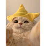 catsownworld