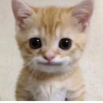 الصورة ميو