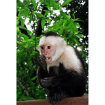 S.O.P      Save Our Monkeys