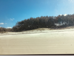 Treez on beach