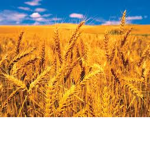 Farming Life