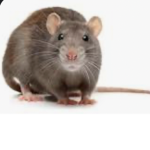 Rat BOYZZZ