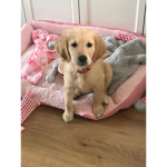 Molly moos
