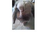 BUNNY ARE CUTE AS FUGE