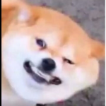 The squad of shiba doge and many more