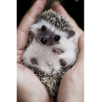 Cute Hedgehog Squad