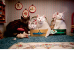 The roblox Cats Squad