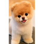 kawii puppies
