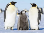 penguin mob