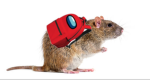 lilratsofsuspicion