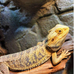 Lizards sniper