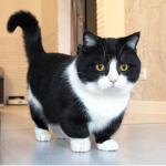 Milo the fluffy cat group