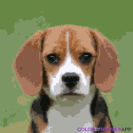 Cute dogs group and super fun