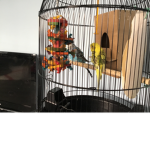 Birds and noobs