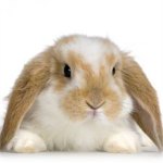 Epic Killer Bunnies