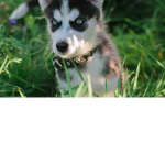 Wolves Ultima Pack
