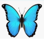 Butterflyy Armyyy