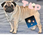 The Little Pugs