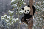 Panda Love Forever <3