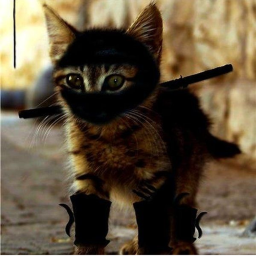 Cat legends