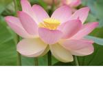 Lotus Flower