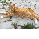 The CAT members