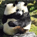 Roblox Pandaz