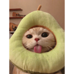 .cat cult.