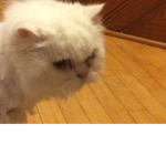 Percy