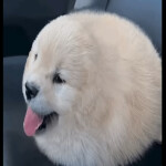 Destitute [GUI RECODE]