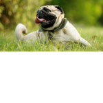 For those who like pugs.