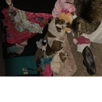 Amari Loves Dogs Tv Group