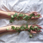 vine°