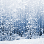 - soft snowdrops -