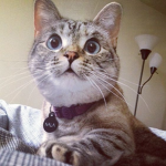 Loving Kitty Cats.
