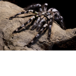 spider land