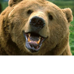Bear Life